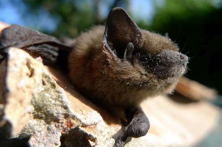 Pipistrelle commune